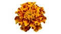 One French marigold orange-red flower isolated on white Royalty Free Stock Photo