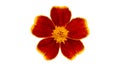 One French marigold red-orange flower isolated on white Royalty Free Stock Photo