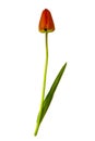 One fresh beautiful red tulip with green leaf and stem on a white background. Isolated Royalty Free Stock Photo
