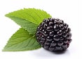 One fresh blackberry fruit with leaf on white background.Macro.Ai Generative