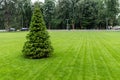 One fresh bright spruce tree growing on manicured mowed green grass lawn field at yard, city park or gold course on