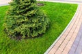 One fresh bright spruce tree growing on mowed green grass lawn field at yard, city park with tiled pathway on sunny day