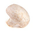 One fresh champignon mushroom isolated on white background Royalty Free Stock Photo