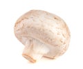 One fresh champignon mushroom isolated on white background Royalty Free Stock Photo