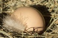 One fresh chicken egg in a hay nest. Hen lays eggs, farm background Royalty Free Stock Photo