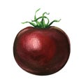 One fresh dark red tomato isolated, watercolor illustration on white Royalty Free Stock Photo