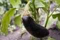 One fresh eggplant or aubergine Royalty Free Stock Photo