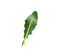 one fresh green broccoli leaf isolated on white background Royalty Free Stock Photo