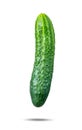 One fresh green cucumber, isolated on white background. File contains a path to isolation. Royalty Free Stock Photo