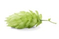 One fresh green hop isolated on white Royalty Free Stock Photo