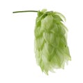 One fresh green hop isolated on white Royalty Free Stock Photo