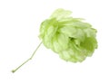 One fresh green hop isolated on white Royalty Free Stock Photo