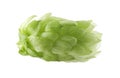 One fresh green hop isolated on white Royalty Free Stock Photo