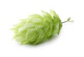 One fresh green hop isolated on white Royalty Free Stock Photo