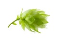 One fresh green hop on white background Royalty Free Stock Photo