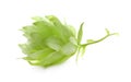 One fresh green hop on white background Royalty Free Stock Photo
