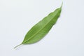One Fresh green mango leaves disrupted on a white background.