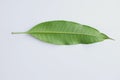 Fresh green mango leaves,leaf isolate on white background Royalty Free Stock Photo