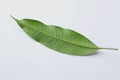 Fresh green mango leaves,leaf isolate on white background Royalty Free Stock Photo