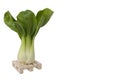 One fresh green pak choi cabbage standing on wooden mini pallet isolated on white background with large copy space