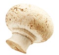 One fresh mushrooms champignon isolated on white background Royalty Free Stock Photo