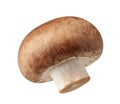 One fresh mushrooms champignon isolated on white background with clipping path Royalty Free Stock Photo