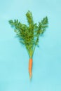 One fresh orange juicy carrot with lush green tops tied with rope on blue background