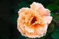 One fresh orange rose flower Royalty Free Stock Photo