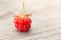One Fresh Picked Ripe Red Raspberry Royalty Free Stock Photo