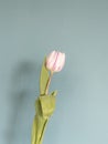 One fresh pink white tulip flowers in front of green wall. View with copy space and shadow Royalty Free Stock Photo