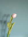 One fresh pink white tulip flowers in front of green wall. View with copy space and shadow Royalty Free Stock Photo