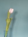 One fresh pink white tulip flowers in front of green wall. View with copy space and shadow Royalty Free Stock Photo