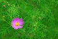 One cosmea flower on a blurred green background. Copy space Royalty Free Stock Photo