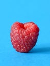 One fresh raspberry Royalty Free Stock Photo
