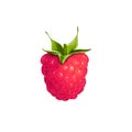 One fresh raspberry fruit isolated Royalty Free Stock Photo