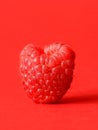 One fresh raspberry Royalty Free Stock Photo