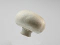 Mushroom Royalty Free Stock Photo