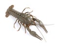One fresh raw crayfish isolated on white, top view Royalty Free Stock Photo