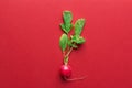 One fresh raw ripe radishes with green leaves on red background. Minimalist creative Gardening summer harvest healthy lifestyle