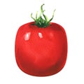 One fresh red tomato isolated, watercolor illustration on white Royalty Free Stock Photo