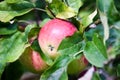 One fresh, ripe apple. Fresh fruit growing outside in the tree Royalty Free Stock Photo