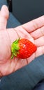 One Fresh strawberry holding on my hand before eating it Royalty Free Stock Photo