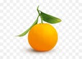 One fresh unpeeled orange citrus fruit with green leaves on stem on transparent background.