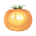 One fresh yellow tomato isolated, watercolor illustration on white Royalty Free Stock Photo