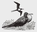 One frigatebird or man-o-war bird fregata inflating its throat pouch, another one is flying above