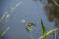 One  frog in the water of a pond with a lot of tadpoles Royalty Free Stock Photo