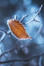 One frozen leaf on a tree branch in the forest in winter Royalty Free Stock Photo