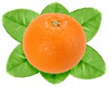 One fruit of orange with green leaf Royalty Free Stock Photo