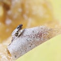 One fruitfly on the wild nature (Drosophila Melanogaster) Royalty Free Stock Photo