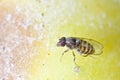 One fruitfly on the wild nature (Drosophila Melanogaster) Royalty Free Stock Photo